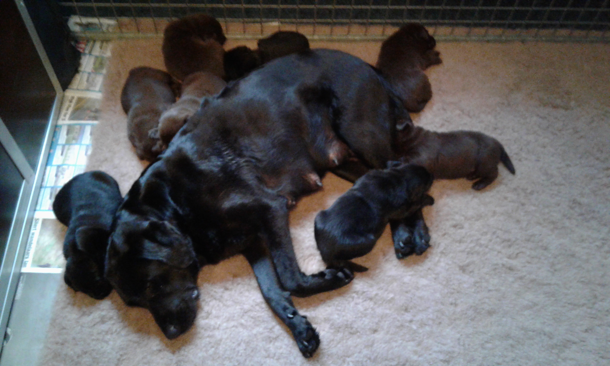 pups Lucky en Ozzie week 2 en 3 072