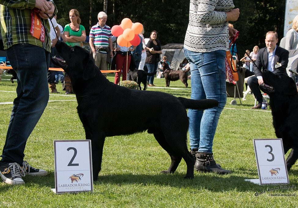 KCM Labrador Kring Nederland-161