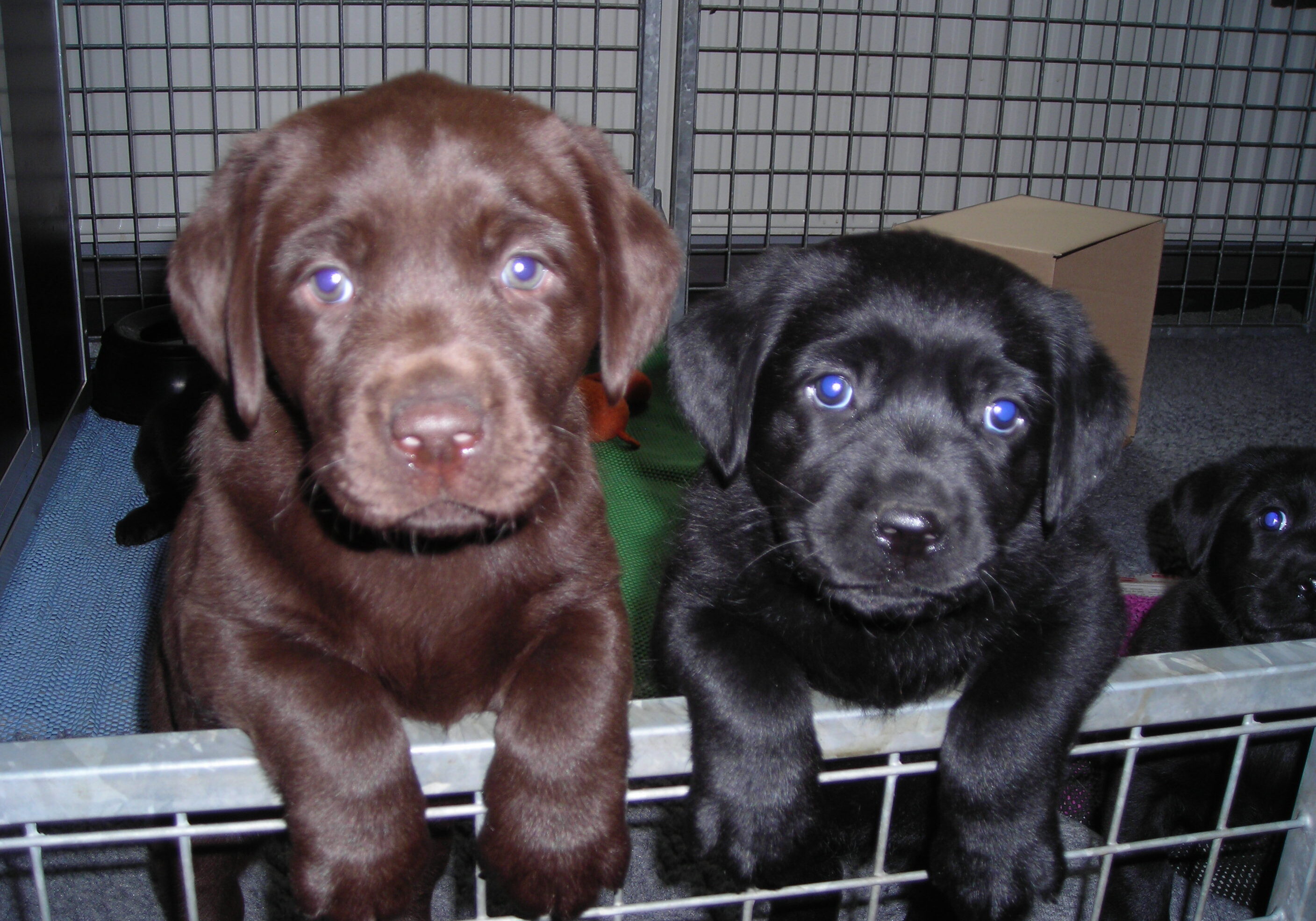 pups Lucky x Thor 002